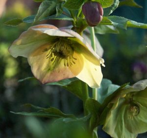Helleborus-Hybride Blüte