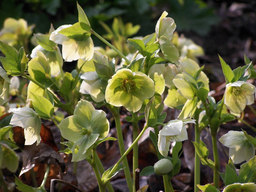 blühende Helleborus-Hybriden, Lenzrosen