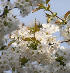 Blüten der Süßkirsche und Bienensummen