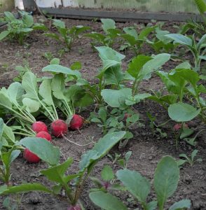 5 Stück erste Radieschen