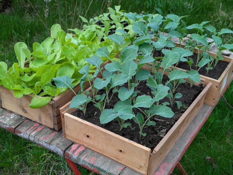 Gemüsejungpflanzen in Holzkästen