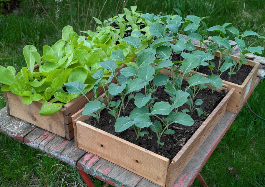 Gemüsejungpflanzen in Holzkästen