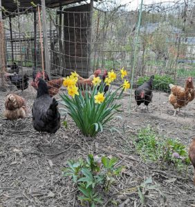 Hühner neben Osterglocken