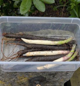 Einige geerntete Schwarzwurzeln und Spargel