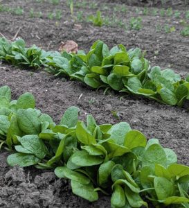 Junger Spinat auf dem Beet