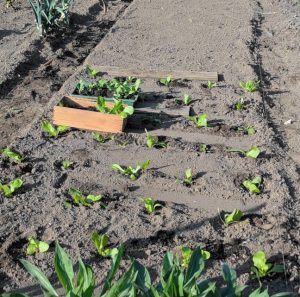 Pflanzung von Kopf-Salat