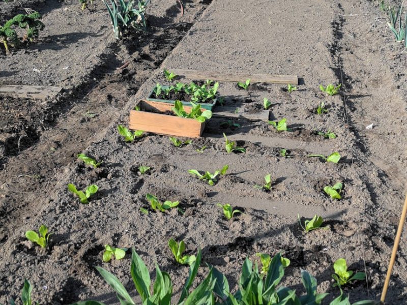 Salatpflanzung im Frühjahr