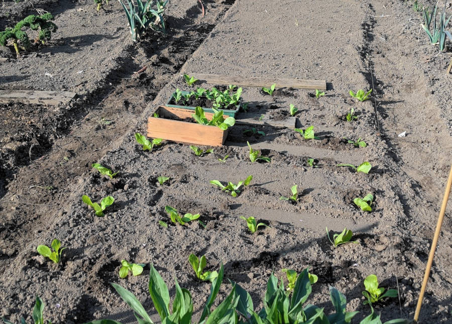 Salatpflanzung im Frühjahr