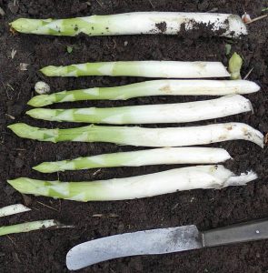 Grünspargel Ernte