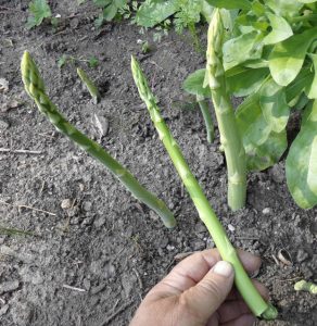 Grünspargel wird abgeknickt