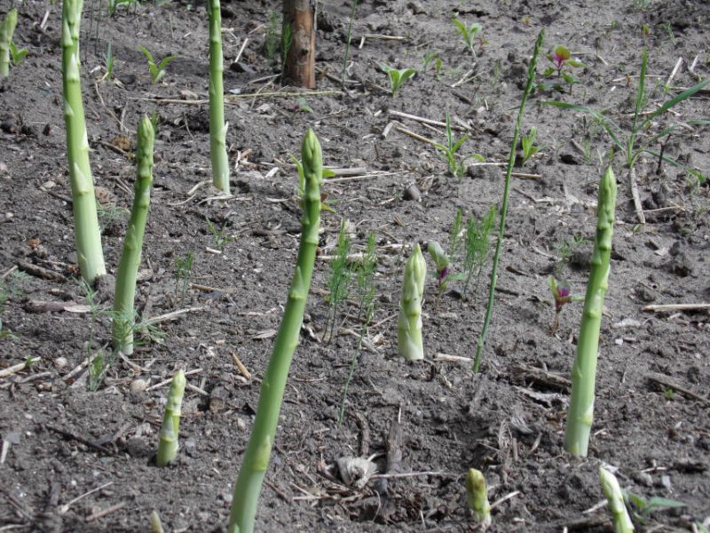 Grünspargel auf dem Beet