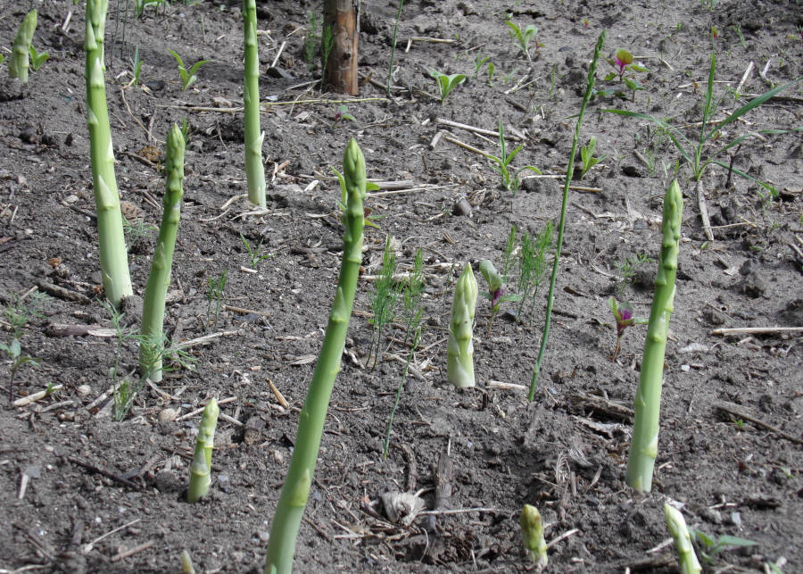 Grünspargel auf dem Beet