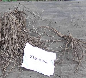 Grünspargel Jungpflanzen