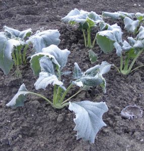 Kohlrabi nach Frostnacht