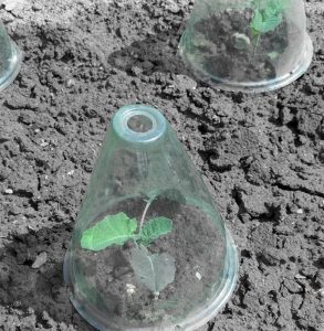 Jungpflanze unter Pflanzenschutzhaube