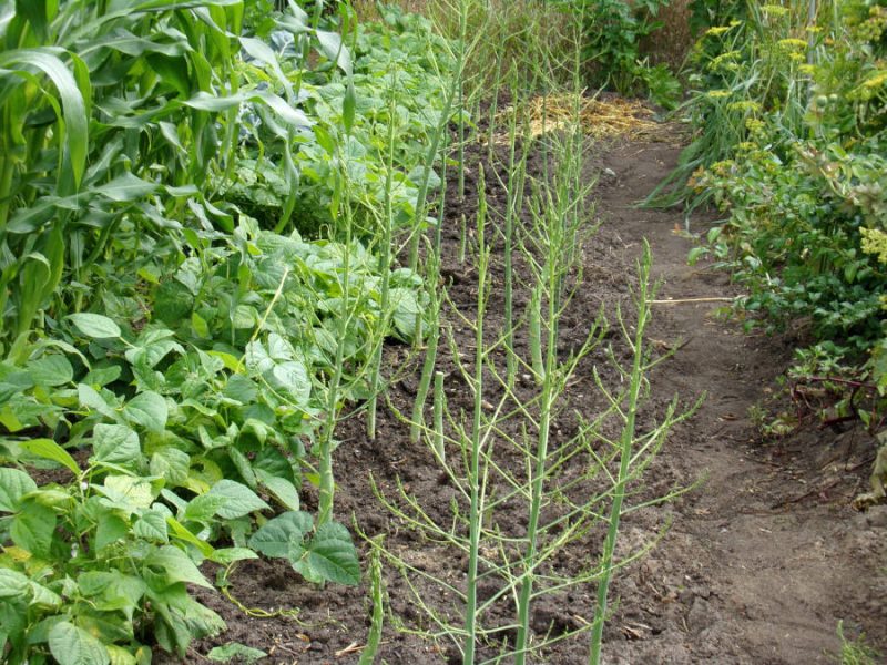 Spargelbeet mit kniehhohen Spargeln