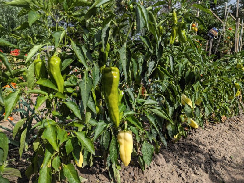 Paprika im Hausgarten