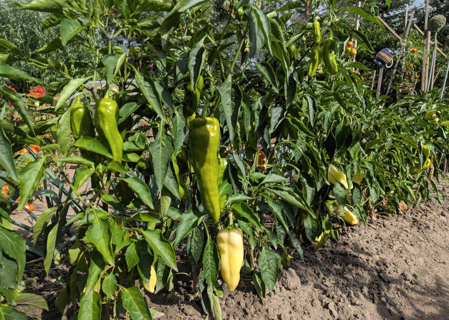 Paprika im Hausgarten
