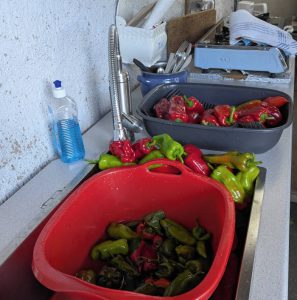 Paprika-Verarbeitung in der Sommerküche