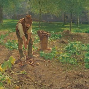 Bild Kartoffelernte im Hausgarten