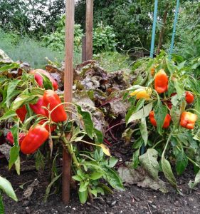 Feher Paprika-Früchte