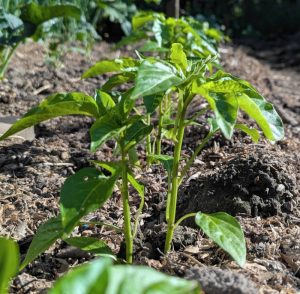 Feher Paprika als Duo-Pflanzung