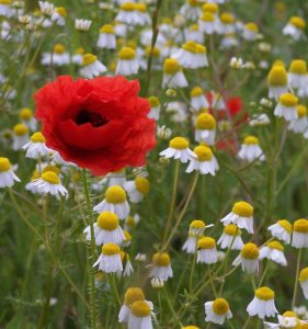 Kamillenblüten und Klatschmohn