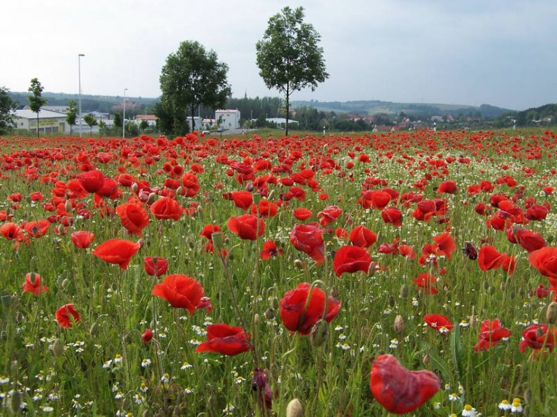 Mohnblumenwiese