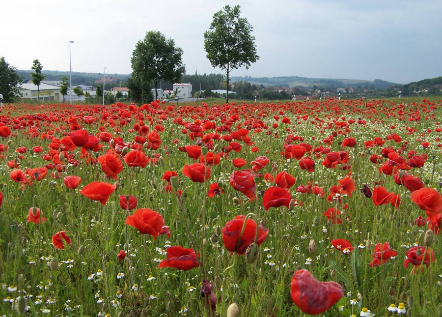 Mohnblumenwiese