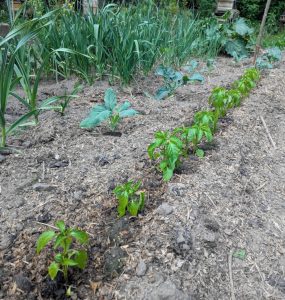 Paprika zu zweit pflanzen warum