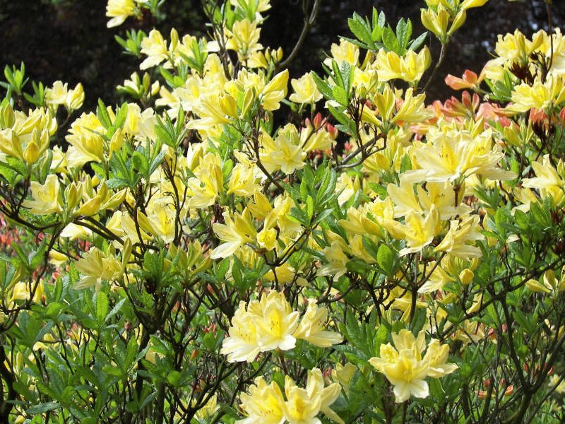 Pontische Azaleen in vollem honig-duftenden Flor