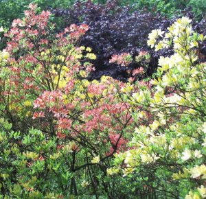 Rhododendronpark Kamenzauf dem Hutberg