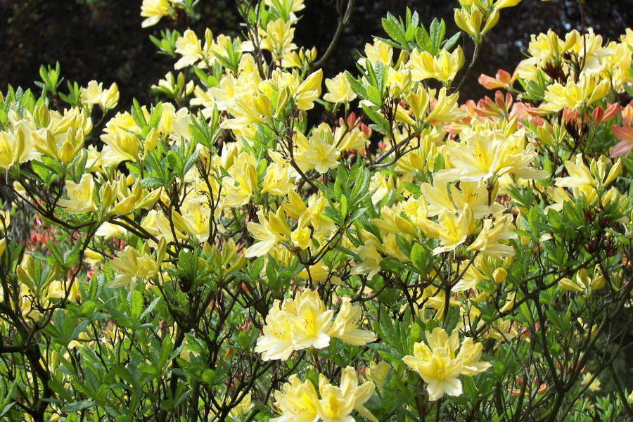 Pontische Azaleen in vollem honig-duftenden Flor
