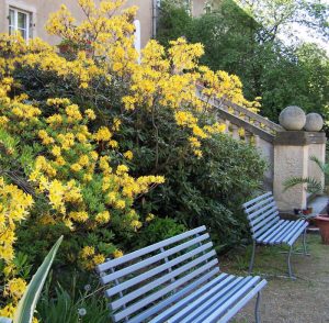 Azaleen hinter Gartenbänken