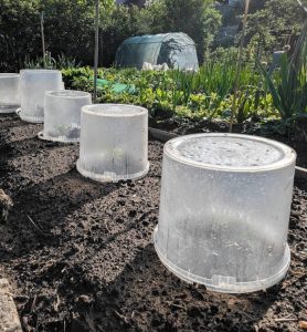 Umgestülpte Eimer als Tomaten-Frostschutz