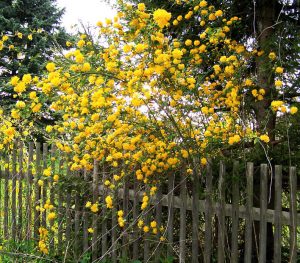Kerria japonica am Gartenzaun