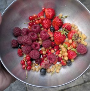 Gartenbeeren am 16. Mai