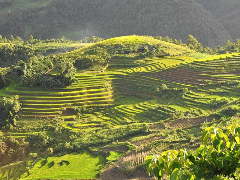 Landwirtschaftliche Terrassen in Vietnam