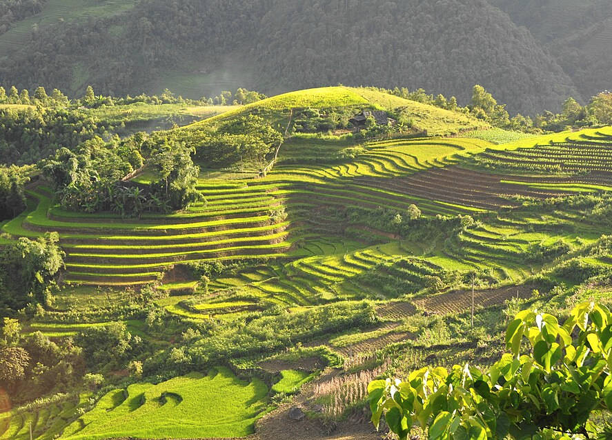 Landwirtschaftliche Terrassen in Vietnam