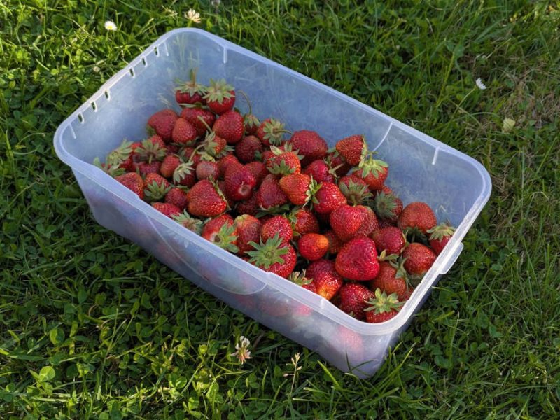 Erdbeeren der Erdbeersorte Honeoye