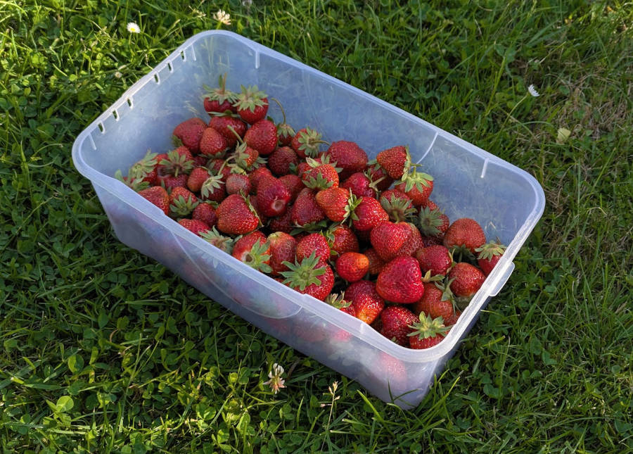 Erdbeeren der Erdbeersorte Honeoye