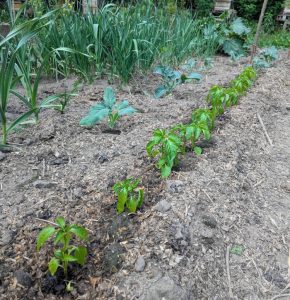 Junger Paprika im Maigepflanzt.