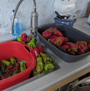 Paprika in der Sommerküche