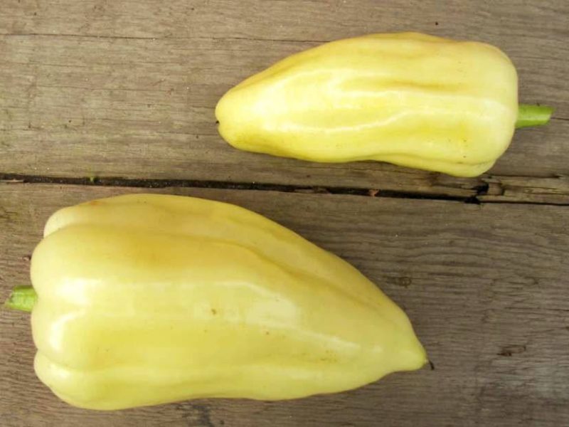 Paprikasorte Feher Fruchtform