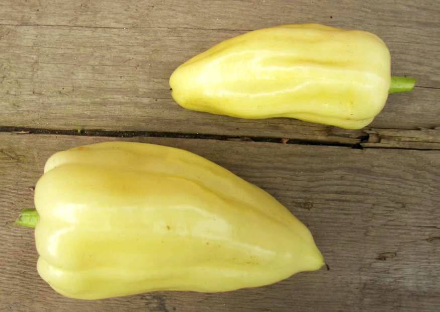 Paprikasorte Feher Fruchtform