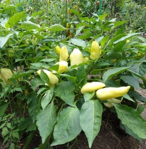 Ungarischer Paprika Feher als kräftige Pflanze.