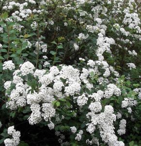 Spiraea vanhouttei Prachtspiere