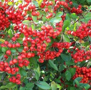 Pyracantha coccinea Feuerdorn-Beeren