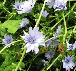 Blüte der Zichorie cichorium intybus var. foliosum