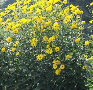 Waldsonneblume